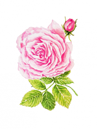 Rose (Rosa damascena) - The queen of flowers